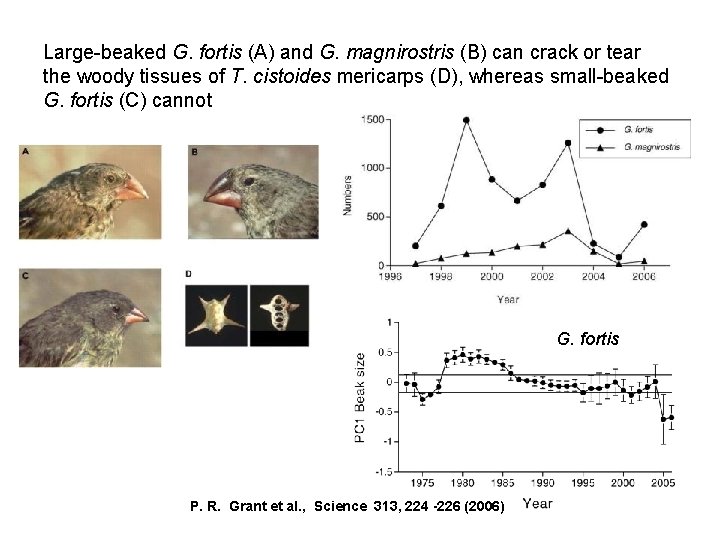 Large-beaked G. fortis (A) and G. magnirostris (B) can crack or tear the woody