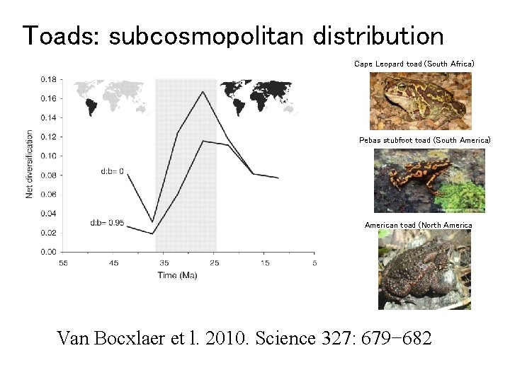 Toads: subcosmopolitan distribution Cape Leopard toad (South Africa) Pebas stubfoot toad (South America) American