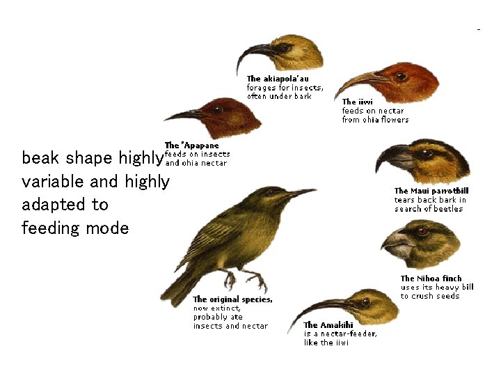 beak shape highly variable and highly adapted to feeding mode 