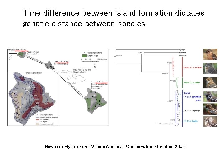 Time difference between island formation dictates genetic distance between species Hawaiian Flycatchers: Vander. Werf