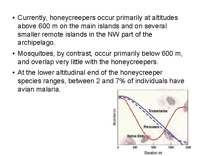  • Currently, honeycreepers occur primarily at altitudes above 600 m on the main