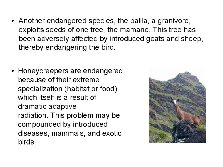  • Another endangered species, the palila, a granivore, exploits seeds of one tree,