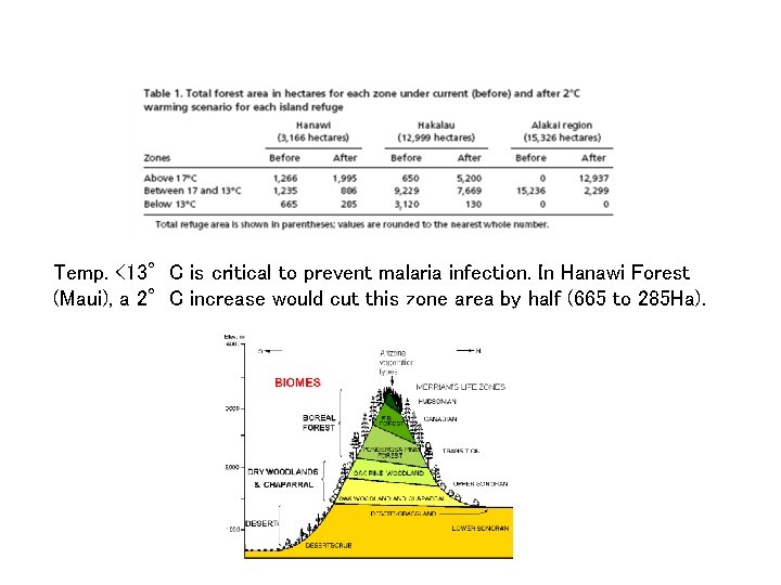 Temp. <13°C is critical to prevent malaria infection. In Hanawi Forest (Maui), a 2°C