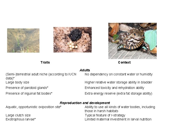 Traits Context Adults (Semi-)terrestrial adult niche (according to IUCN No dependency on constant water