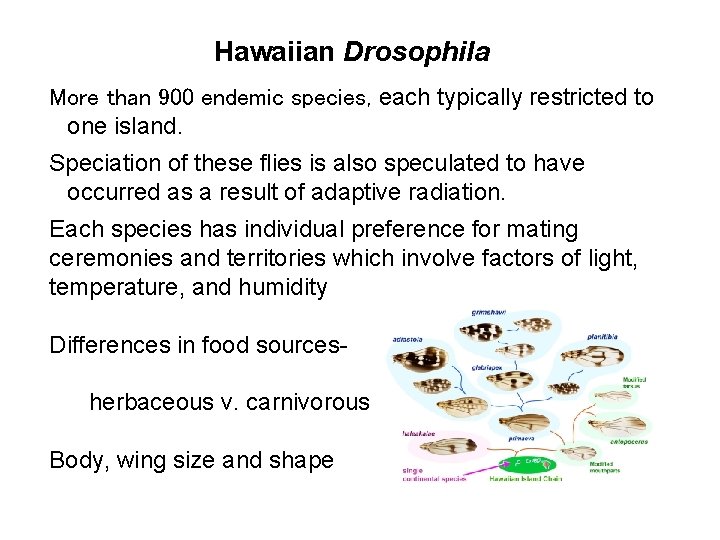 Hawaiian Drosophila More than 900 endemic species, each typically restricted to one island. Speciation