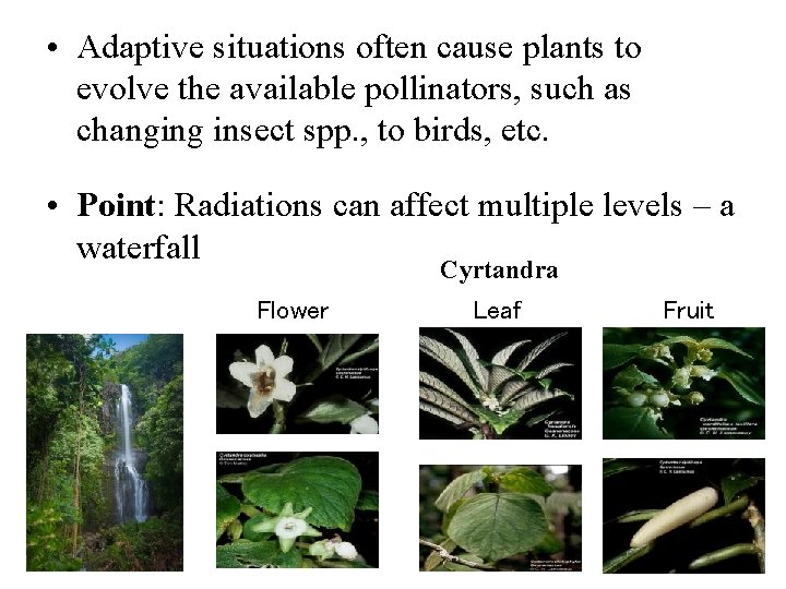  • Adaptive situations often cause plants to evolve the available pollinators, such as