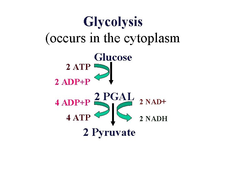 Glycolysis (occurs in the cytoplasm 2 ATP Glucose 2 ADP+P 4 ADP+P 2 PGAL