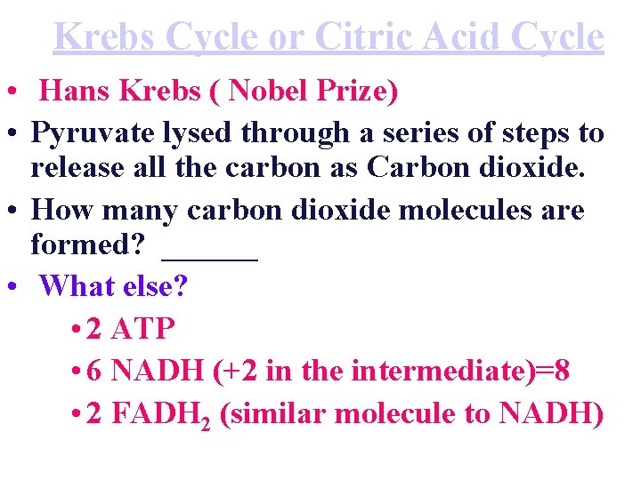 Krebs Cycle or Citric Acid Cycle • Hans Krebs ( Nobel Prize) • Pyruvate
