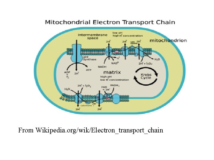 From Wikipedia. org/wik/Electron_transport_chain 