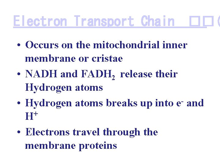 Electron Transport Chain ��( • Occurs on the mitochondrial inner membrane or cristae •