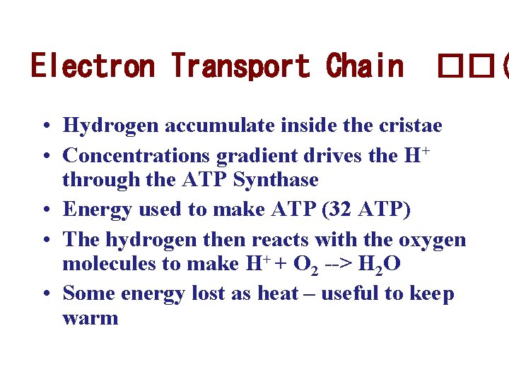 Electron Transport Chain ��( • Hydrogen accumulate inside the cristae • Concentrations gradient drives