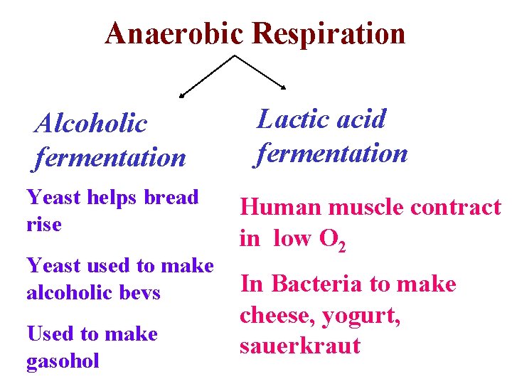 Anaerobic Respiration Alcoholic fermentation Yeast helps bread rise Yeast used to make alcoholic bevs