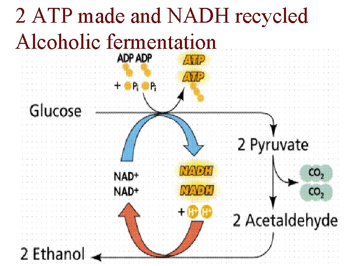 2 ATP made and NADH recycled Alcoholic fermentation 