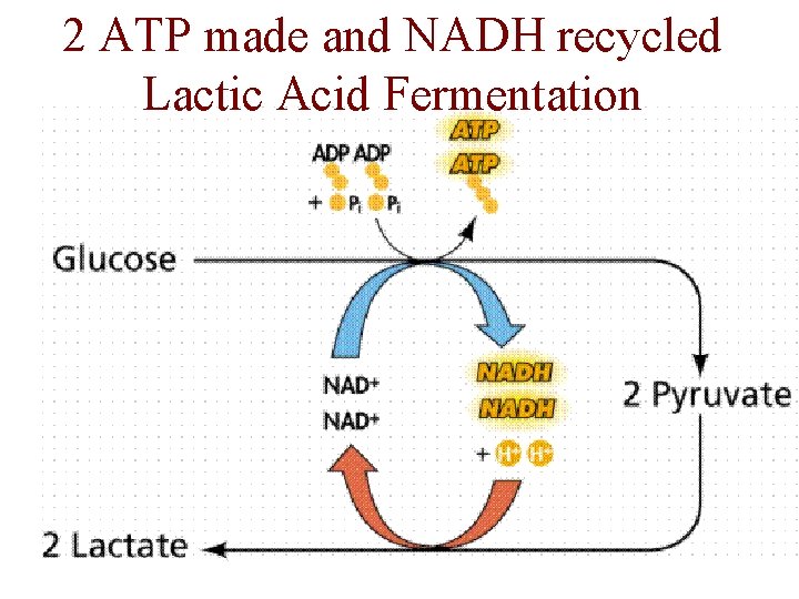 2 ATP made and NADH recycled Lactic Acid Fermentation 