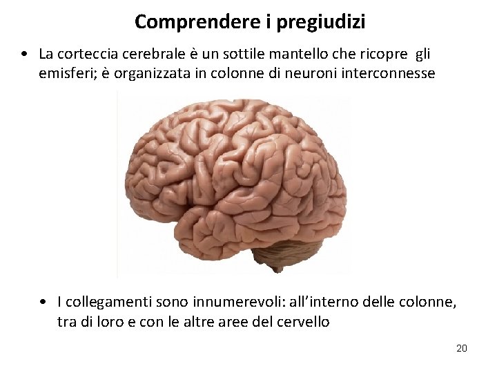 Comprendere i pregiudizi • La corteccia cerebrale è un sottile mantello che ricopre gli