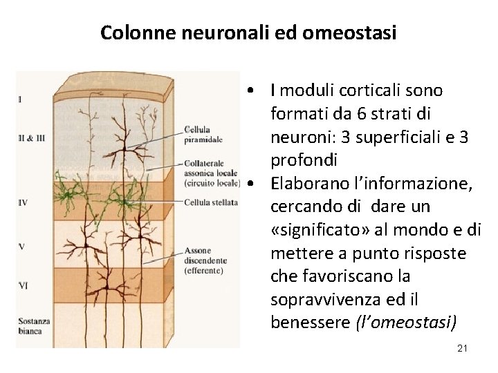 Colonne neuronali ed omeostasi • I moduli corticali sono formati da 6 strati di