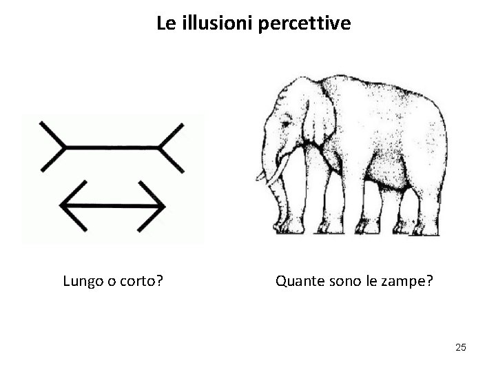 Le illusioni percettive Lungo o corto? Quante sono le zampe? 25 