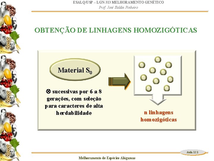 ESALQ/USP – LGN-313 MELHORAMENTO GENÉTICO Prof. José Baldin Pinheiro OBTENÇÃO DE LINHAGENS HOMOZIGÓTICAS Material