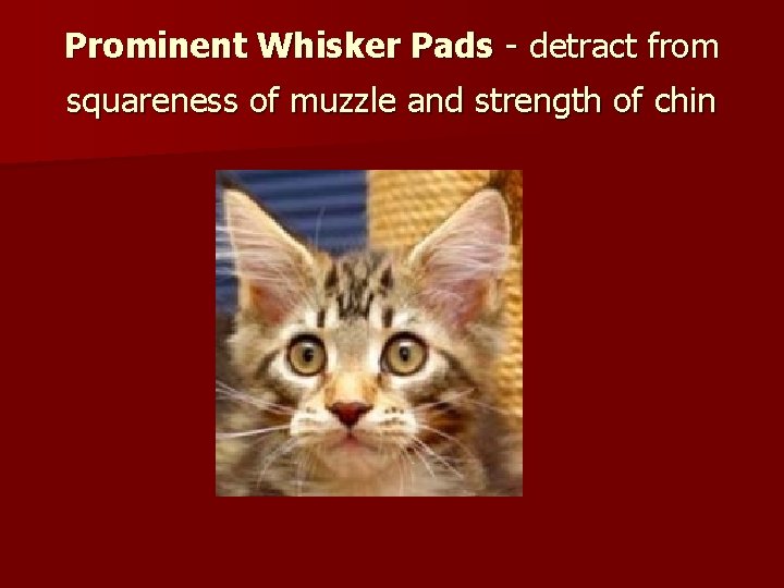 Prominent Whisker Pads - detract from squareness of muzzle and strength of chin 