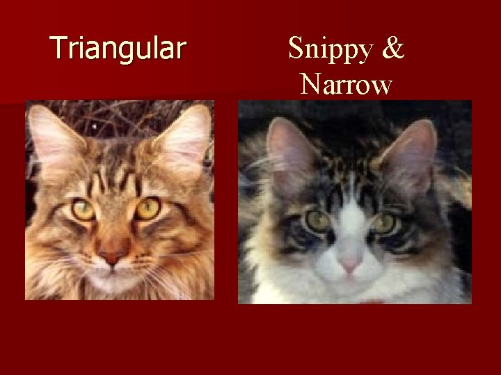 Triangular Snippy & Narrow 