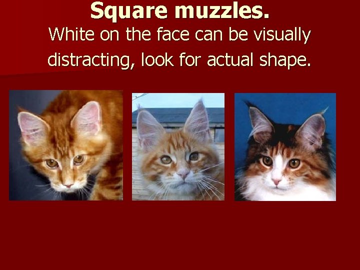 Square muzzles. White on the face can be visually distracting, look for actual shape.