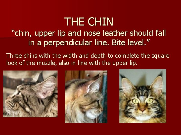 THE CHIN “chin, upper lip and nose leather should fall in a perpendicular line.