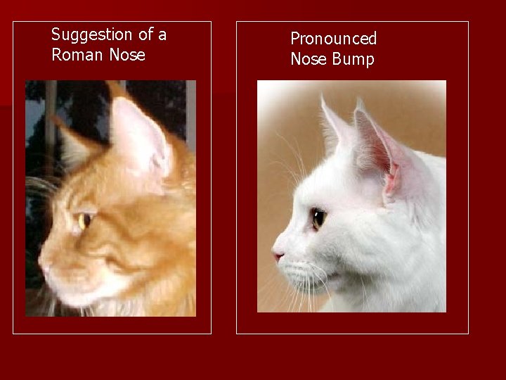 Suggestion of a Roman Nose Pronounced Nose Bump 