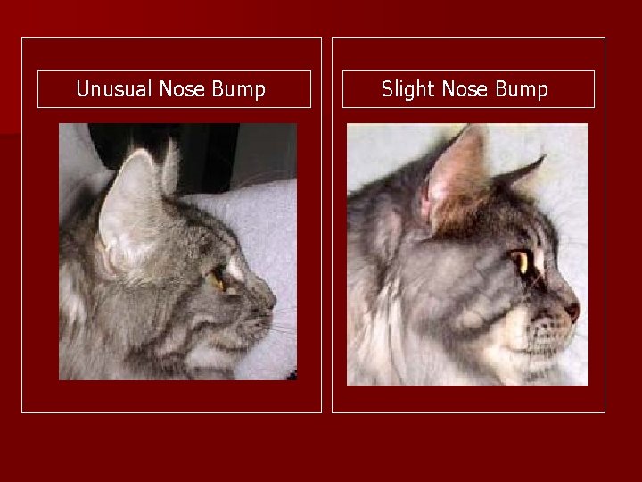 Unusual Nose Bump Slight Nose Bump 