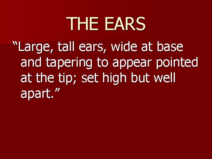 THE EARS “Large, tall ears, wide at base and tapering to appear pointed at