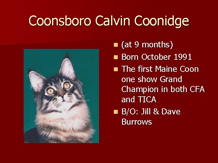 Coonsboro Calvin Coonidge n n (at 9 months) Born October 1991 The first Maine