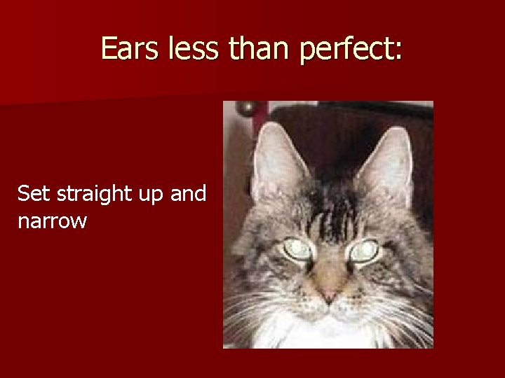 Ears less than perfect: Set straight up and narrow 