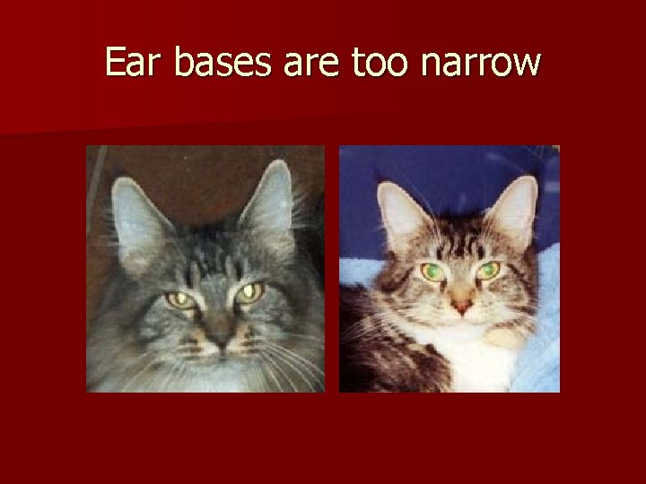 Ear bases are too narrow 