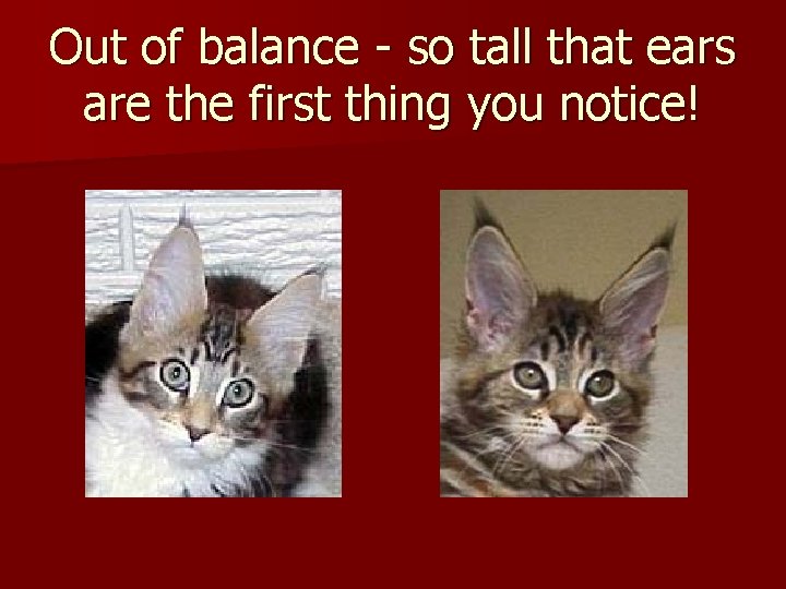 Out of balance - so tall that ears are the first thing you notice!