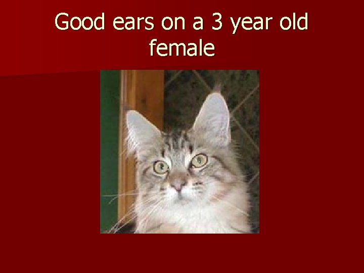 Good ears on a 3 year old female 