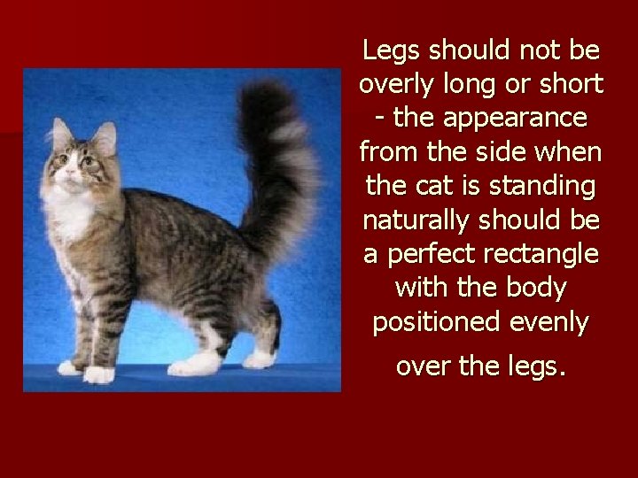 Legs should not be overly long or short - the appearance from the side