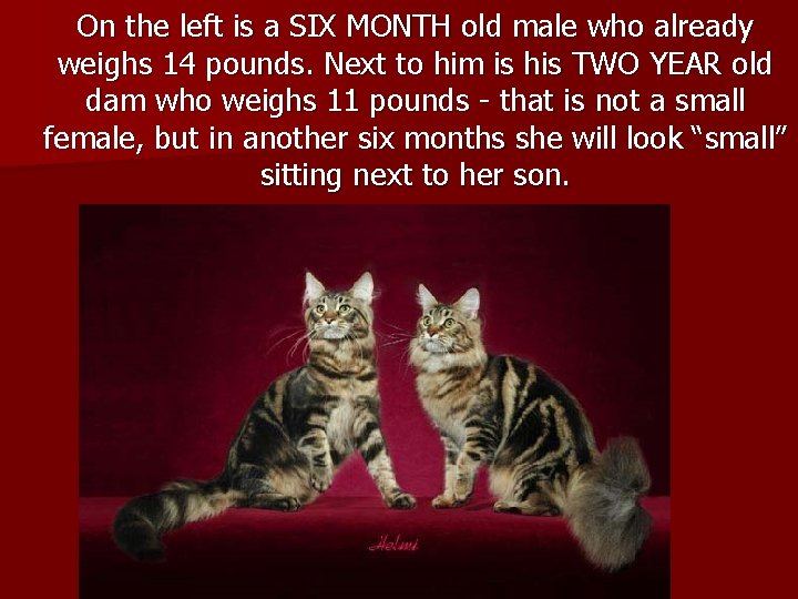 On the left is a SIX MONTH old male who already weighs 14 pounds.
