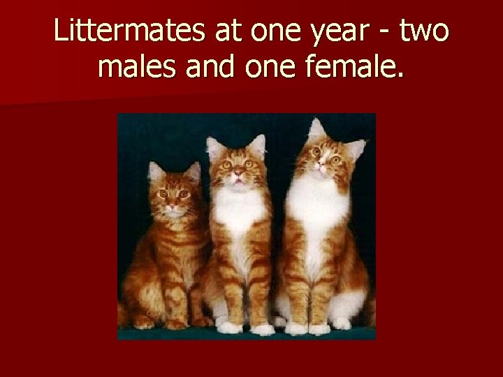 Littermates at one year - two males and one female. 