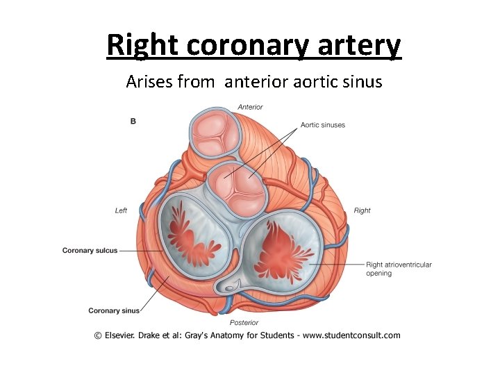 Right coronary artery Arises from anterior aortic sinus 