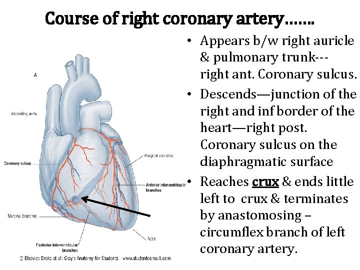 Course of right coronary artery……. • Appears b/w right auricle & pulmonary trunk--right ant.