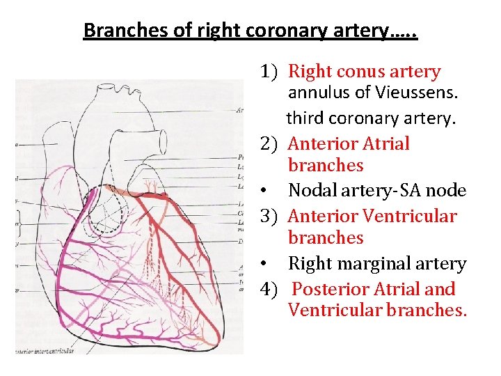Branches of right coronary artery…. . 1) Right conus artery annulus of Vieussens. third