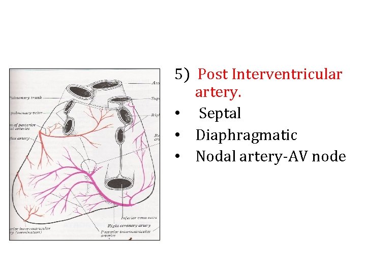 5) Post Interventricular artery. • Septal • Diaphragmatic • Nodal artery-AV node 