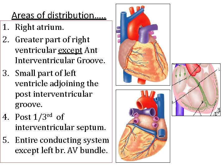 Areas of distribution…. . 1. Right atrium. 2. Greater part of right ventricular except