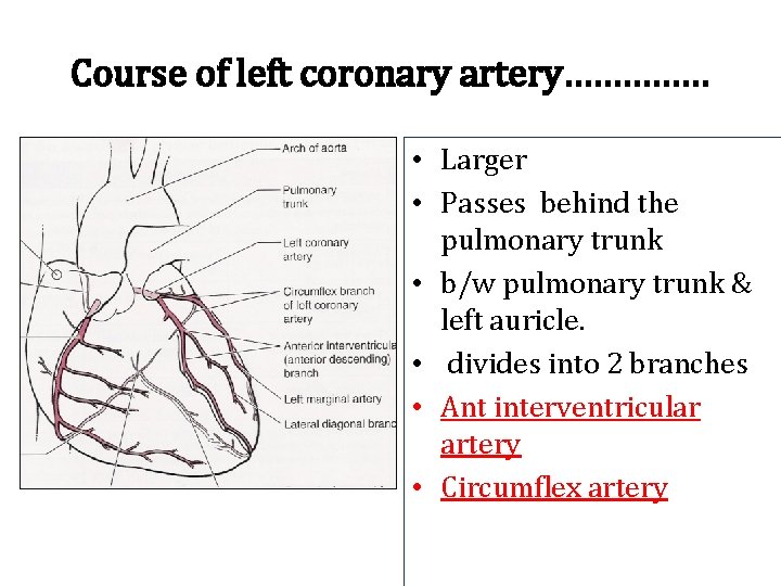 Course of left coronary artery…………… • Larger • Passes behind the pulmonary trunk •