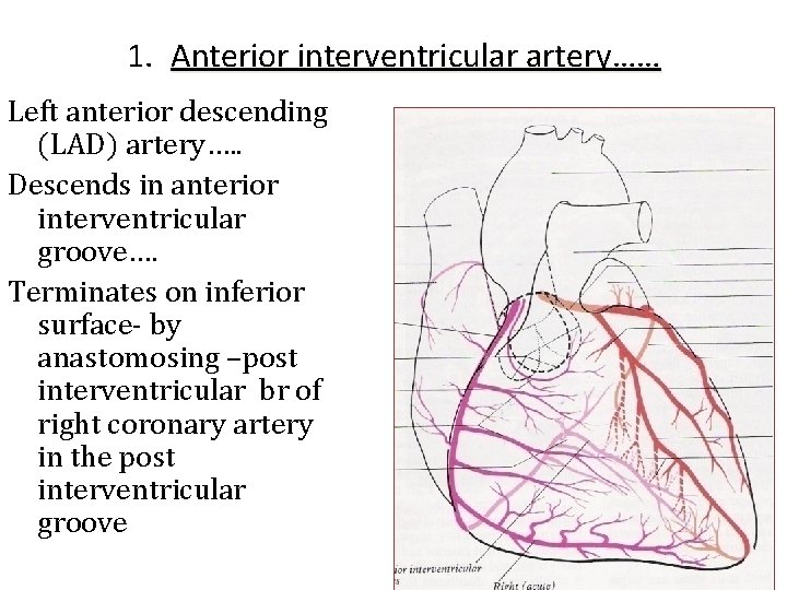 1. Anterior interventricular artery…… Left anterior descending (LAD) artery…. . Descends in anterior interventricular