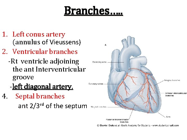 Branches…. . 1. Left conus artery (annulus of Vieussens) 2. Ventricular branches -Rt ventricle