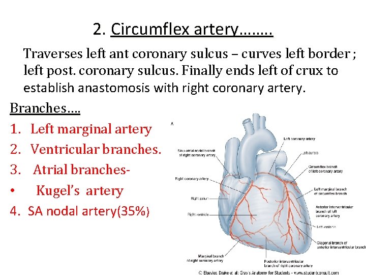 2. Circumflex artery……. . Traverses left ant coronary sulcus – curves left border ;