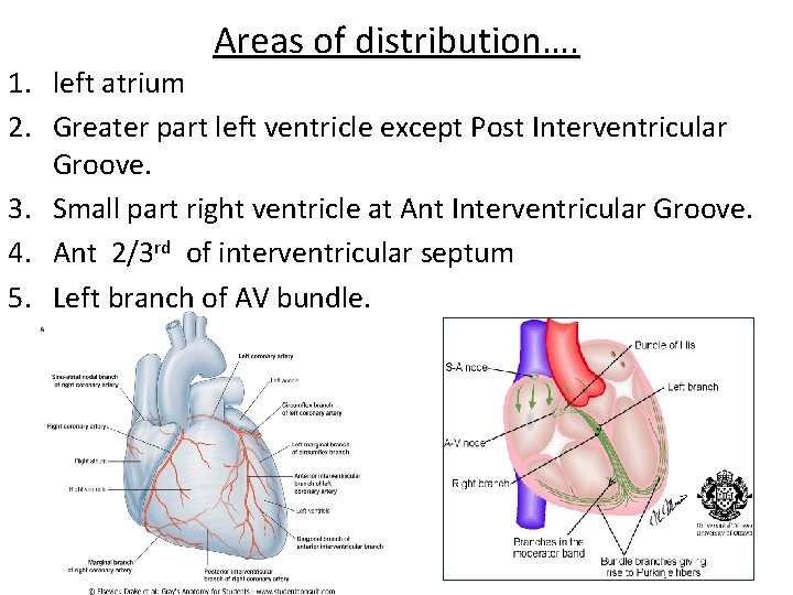 Areas of distribution…. 1. left atrium 2. Greater part left ventricle except Post Interventricular