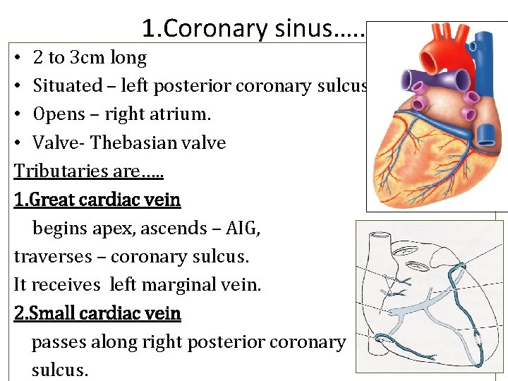 1. Coronary sinus…. . • 2 to 3 cm long • Situated – left