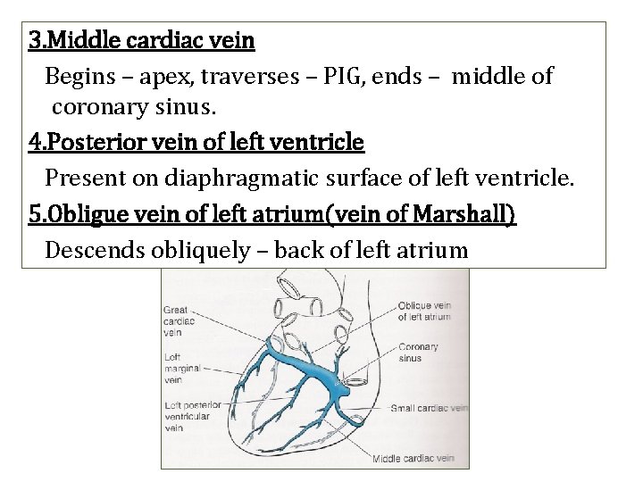 3. Middle cardiac vein Begins – apex, traverses – PIG, ends – middle of