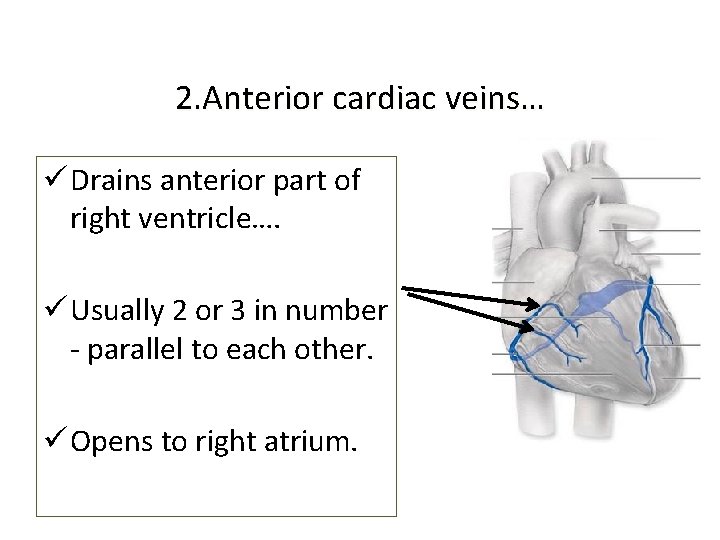 2. Anterior cardiac veins… ü Drains anterior part of right ventricle…. ü Usually 2